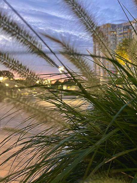 istock Sunset through fluffy bushes and pampas grasses. 2231500115