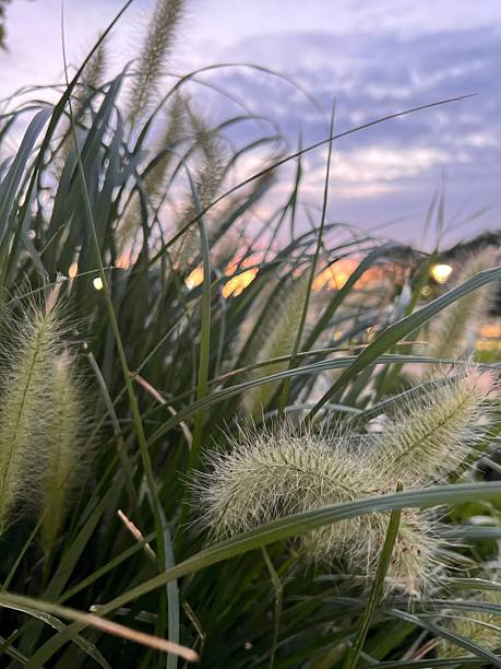 istock A gentle lilac sunset through fluffy bushes and pampas grass. 2231500127