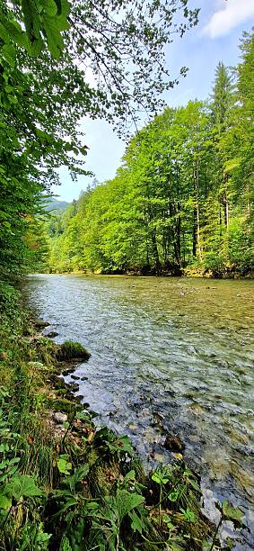 istock river Traun in Bavaria- Ruhpolding 2231501123
