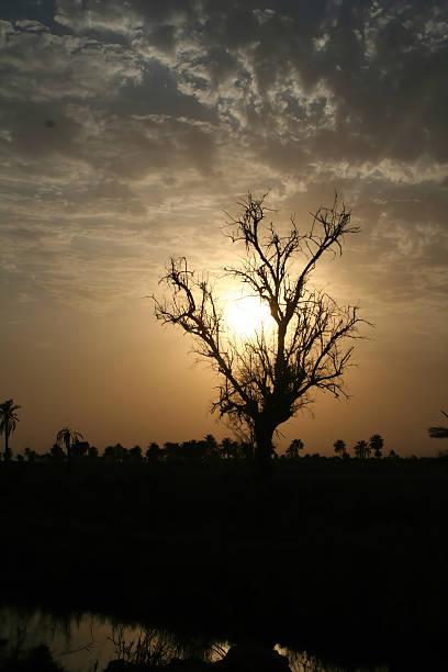 istock Silhouette of a dead tree at sunset 2231502544