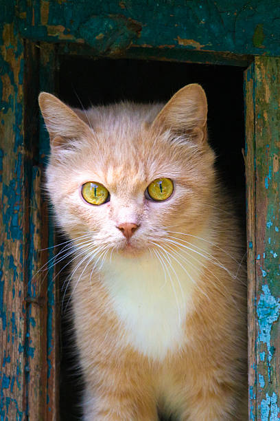 istock Beautiful young cat with yellow-green eyes. 2231505236