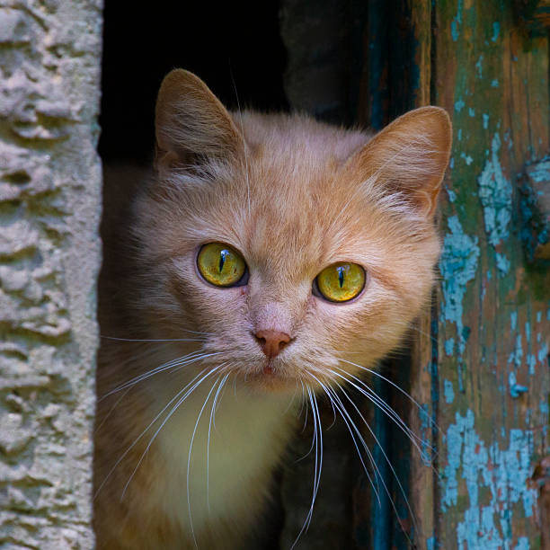 istock Beautiful young cat with yellow-green eyes. 2231505260