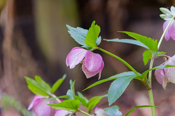 istock Pink Hellebore Flower in Bloom 2231505340