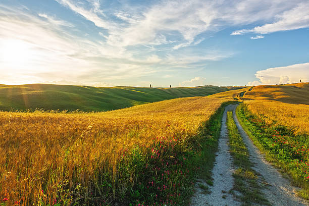 istock Dirt track winds through golden wheat fields at sunset in Tuscany, rural adventure, countryside exploration, path less traveled 2231506830