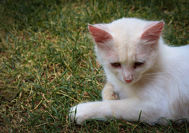 istock A white cat with pink ears is lying on the grass, looking down. The image captures a moment of contemplation or peace as the animal rests outdoors, surrounded by nature. 2231508492