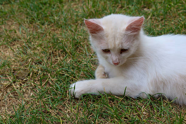 istock A fluffy white cat is resting on the fresh green grass, with its head lowered. Its contemplative gaze and peaceful posture convey a sense of serenity and a moment of quiet reflection, characteristic of a summer day. 2231508501