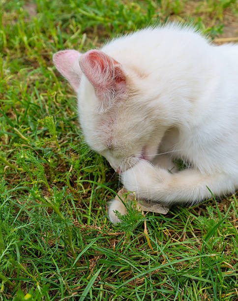 istock A fluffy white cat is peacefully dozing on fresh green grass, with its face hidden. This carefree moment conveys a sense of calm and complete relaxation, perfect for illustrating the coziness of a summer. 2231508509