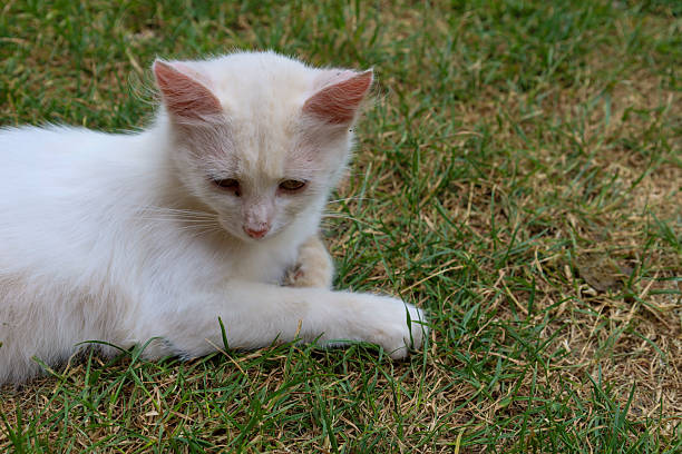istock A white cat with pink ears is lying on a patch of mixed grass, looking gently downward. Its snow-white fur contrasts with the green-and-brown background, conveying a sense of peace and harmony in a natural setting 2231508519