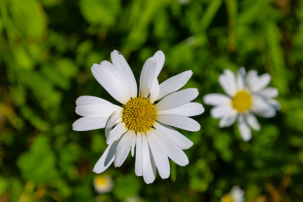 Flowers in the meadow with selective focus and backlight.