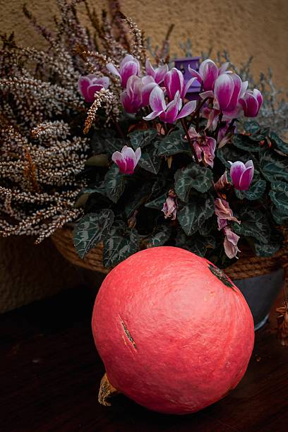 istock Harvest Pumpkin with Purple Blooms 2231511069