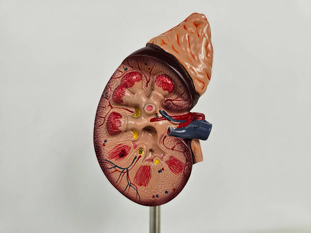 istock Detailed anatomical model of a human kidney showcasing internal structure 2231514685