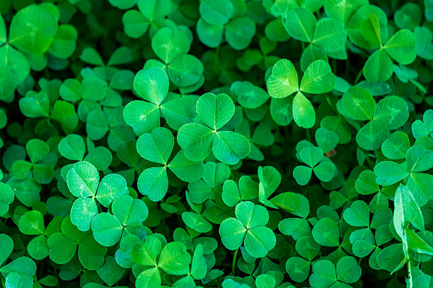istock bright green saturated creeping forest clover 2231515017