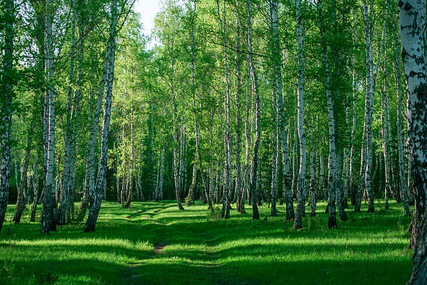 istock landscape inside a birch grove on a summer day 2231515037