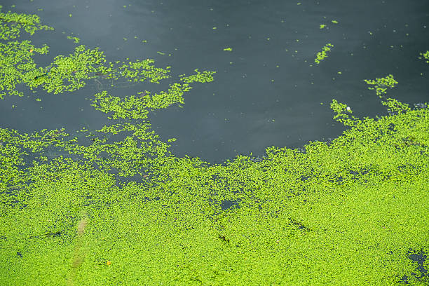 istock pond waterlogging, the water surface is covered with duckweed 2231515825