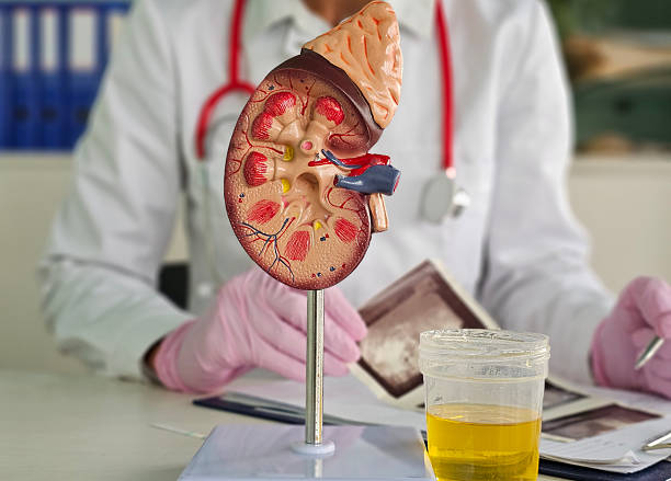 istock Medical professional examines kidney model alongside samples in laboratory closeup 2231516062