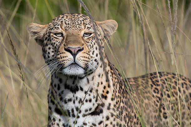 istock Male African Leopard 2231519290