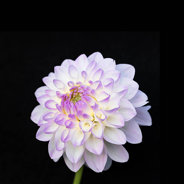 Dahlia in macro