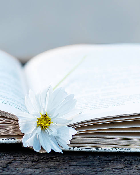 White daisy flower placed on open book pages, delicate still life composition symbolizing reading, romance, and inspiration.