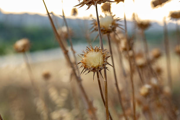 Detailed macro shot of Arctium tomentosum (woolly burdock) during sunset, showcasing the soft texture and tiny hooked bristles of the plant’s seed head. Captured with warm golden-hour lighting that highlights the natural beauty and intricate structure of the burdock. Ideal for themes related to wild flora, medicinal plants, herbalism, and nature.