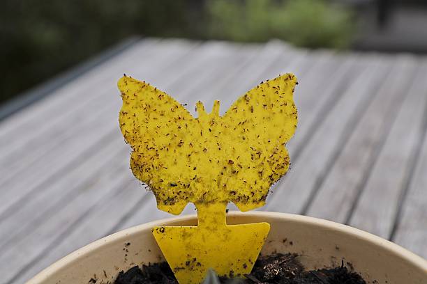 istock Fungus gnats on a sticky trap 2231530017