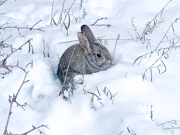 istock Gray bunny hiding in the snow 2231531472