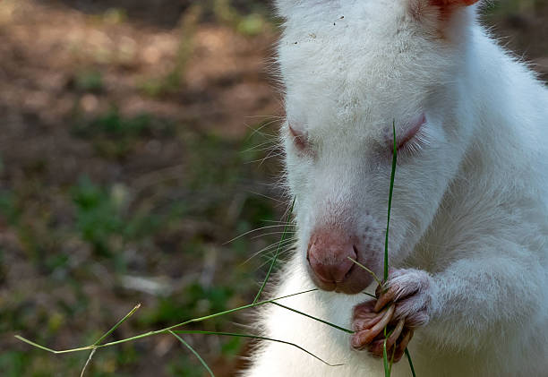 istock Albino red-necked wallaby feeding 2231531955