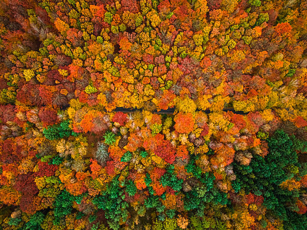 istock Amazing and colorful forest in the fall view from above. 2231534347