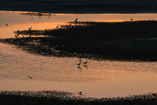 istock Birds at Nallihan Bird Paradise during sunset 2231539674