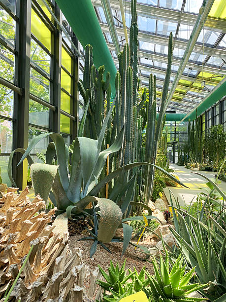 istock Cacti growing in a greenhouse 2231540602