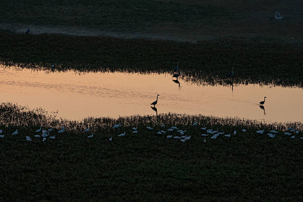 Nallıhan Bird Paradise in Ankara, Turkey, during sunset with silhouettes of various bird species reflected on the water.