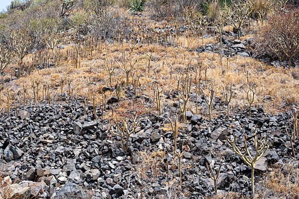 Arid landscape with cacti and rocky terrain under clear skies.