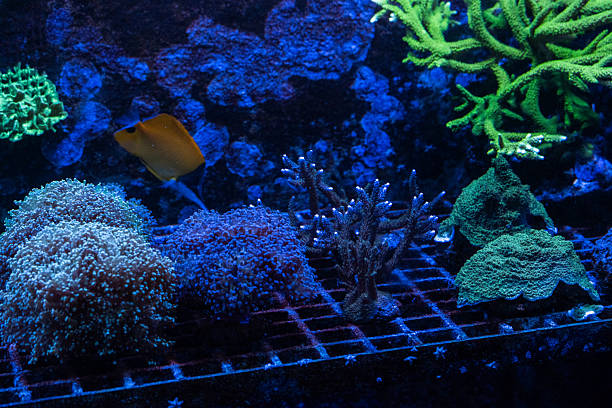 istock Vibrant coral and fish in a deep blue aquarium environment 2231542781