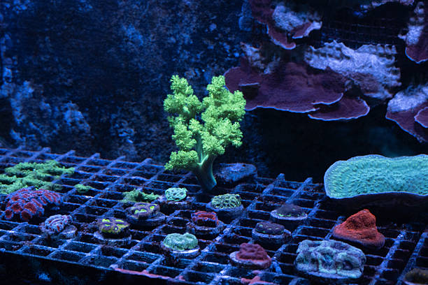 istock Vibrant coral growth in underwater reef aquarium under blue light 2231542782