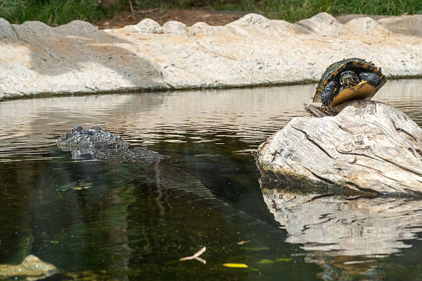 istock Turtle and alligator by tranquil pond: wildlife scene capturing nature's harmony 2231542810