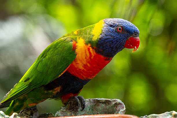 istock Vibrant rainbow lorikeet perched in lush greenery 2231542840
