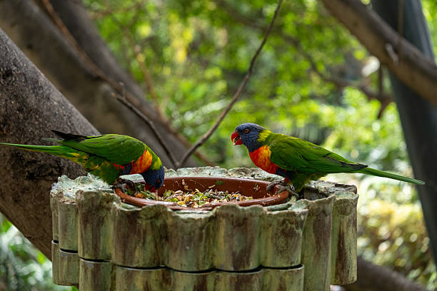 istock Colorful lorikeets feeding in lush tropical forest environment 2231542860