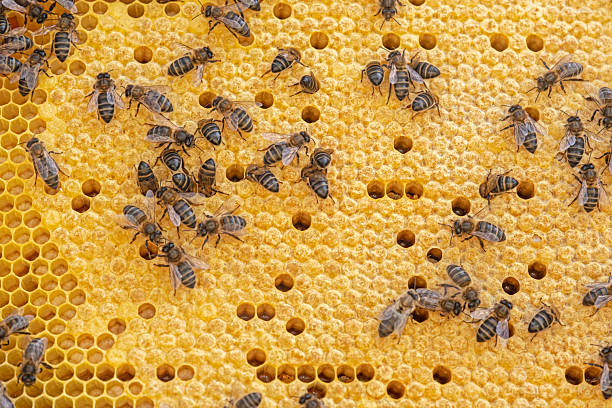 istock Close-up of a hive in full production 2231543045