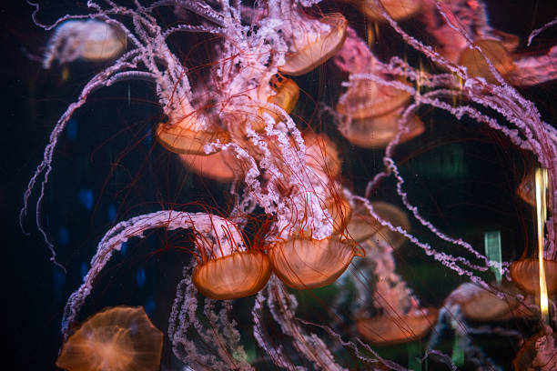 Mesmerizing dance of jellyfish in vibrant underwater display.