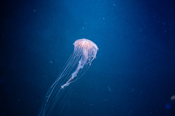 Graceful jellyfish floating in deep ocean waters with a tranquil blue background.