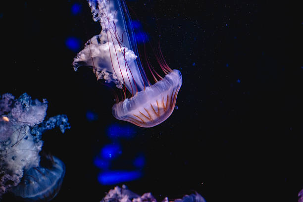 istock Enchanting jellyfish dance in deep blue underwater world 2231544138