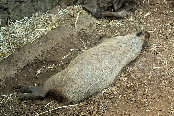 Resting capybara lying down in natural habitat on a calm day.