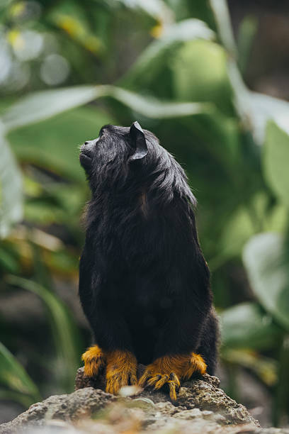 istock Black monkey with yellow hands amidst lush greenery in natural habitat 2231544262