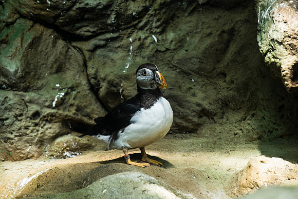 istock Solitary puffin posing on rocky surface in natural habitat setting 2231544340