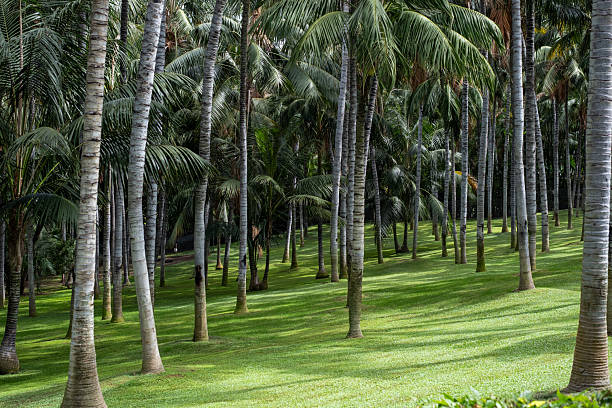 Peaceful coconut palm forest with verdant green landscape.