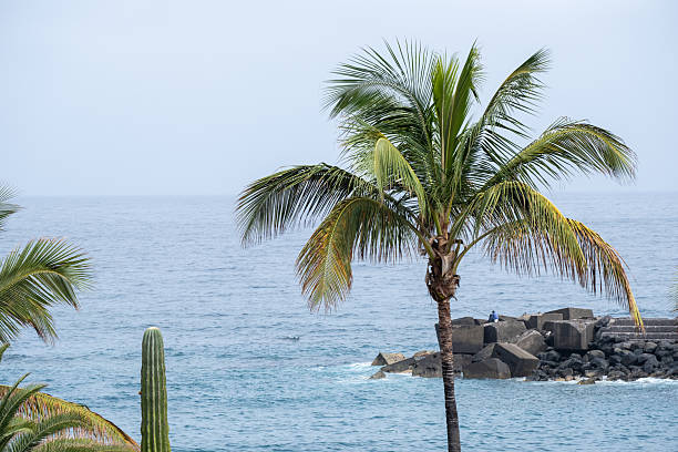Serene ocean view with palm trees and rocky shoreline.