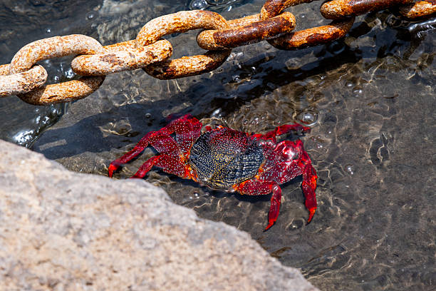 istock Vibrant red crab with rusty chain on rocky shore in sunlit waters 2231544720