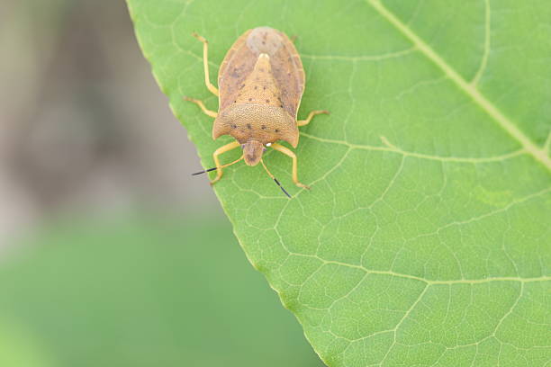 Ten star stink bug or shield bug (Lelia decempunctata) in Hokkaido, Japan