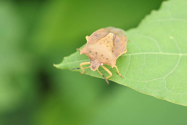 Ten star stink bug or shield bug (Lelia decempunctata) in Hokkaido, Japan