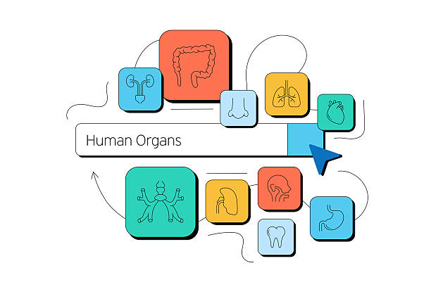 istock Human Organs and Anatomy Related Vector Illustration. Heart, Lungs, Kidneys, Liver, Stomach 2231555598