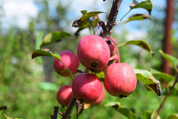 Crab Apple tree branches close up